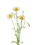 Chamomiles daisy flower isolated on white background