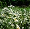 Chamomiles flowers