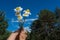 Chamomiles in the hand with blue sky and forest a the background