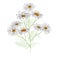 Chamomiles isolated on white background. Daisy flower drawing. Vector hand drawn floral bouquet. Wild botanical garden bloom