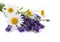 Chamomiles and lavender flowers on white background