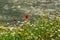 Chamomiles and poppies - summer flowers background