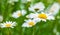 Chamomiles, summer flowers background photo