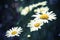 Chamomiles, summer flowers background photo