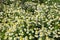 Chamomilla recutita. Carpet of chamomile flowers pharmacy Sunny day