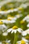 Chamomille flower field