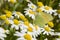 Chamomille flower field with butterfly