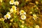 Chamomille flower in a garden