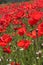 Champ de coquelicots