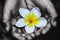 Champa flowers in the hands of childrenIt is a picture of a child`s hand that creates a black and white ridge and flowers in colo