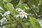 Champa or Plumeria flowers