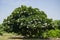 Champa White, Plumeria Alba, Frangipani, Temple Tree