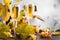 Champagne, brut or sparkling wine in glass on gray background. Autumn still life, wine tasting table setting concept