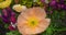 Champagne Bubbles Pink Poppy or Iseland Poppy flower close up.
