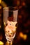Champagne empty glass toy pig gold bokeh