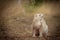 Champagne ferret on location of forest footpath posing for portrait