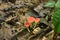 Champagne mushroom in tropical rainforest