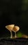 Champagne mushrooms have beautiful red or orange cup shape in the rainforest,botanical environment fungus toadstool growing,