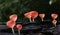 Champagne mushrooms have  beautiful red or orange cup shape in the rainforest,botanical environment fungus toadstool growing,