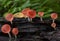 Champagne mushrooms have  beautiful red or orange cup shape in the rainforest,botanical environment fungus toadstool growing,