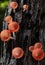 Champagne mushrooms have  beautiful red or orange cup shape in the rainforest,botanical environment fungus toadstool growing,