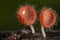 Champagne mushrooms have  beautiful red or orange cup shape in the rainforest,botanical environment fungus toadstool growing,