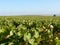 Champagne vineyard in autumn