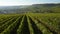 Champagne vineyards in the Montagne de Reims area of the Marne department, Champagne-Ardennes