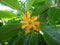 Champak - Yellow or orange flower