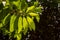 Champaka, Kantil (Cempaka Putih), Michelia alba, green leaves and flowers, backlight shot