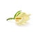 Champee Thai Flowers isolate on white backgrounds