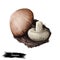 Champignon agaricus bisporus, common button mushroom, cultivated table crimini chestnut mushroom. Digital art illustration,