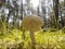 Champignon in the forest against the backdrop of the shining sun.