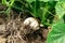 Champignon growing on a cucumber bed