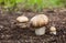 Champignon growing in the forest.