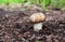 Champignon growing in the forest. Forest mushroom Agaricus macrosporus