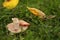 champignon grows in green grass. mushroom, grass, leaves. beautiful autumn background. The yellow-stainer, Agaricus xanthodermus