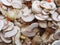 champignon mushroom food