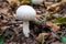 Champignon mushroom growing in the forest