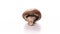 champignon mushroom spinning on white background. Detailed view of brown mushroom on turntable isolated.