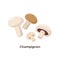 Champignon mushrooms isolated on white background, vector illustration in flat design. Group of portobello mushrooms.