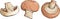 Champignon mushrooms vector food illustration