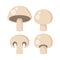 Champignon vector clipart icons. Edible mushrooms cartoon.