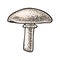 Champignon. Vintage color vector engraving illustration on white