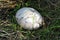 Champignons Agaricus bisporus mushroom, growing in grass background