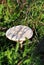 Champignons Agaricus bisporus mushroom, growing in grass background