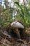 Champignons Agaricus bisporus mushroom, growing in grass background in the forest. Vertical