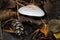 Champignons Agaricus bisporus mushroom, growing in rotten leaves and pine cone
