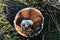 Champignons Agaricus bisporus mushroom, laying picked on grass background