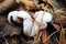 Champignons Agaricus bisporus mushroom wavy textured head, growing in rotten leaves